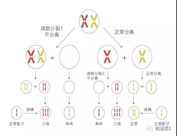 染色体分裂的图解