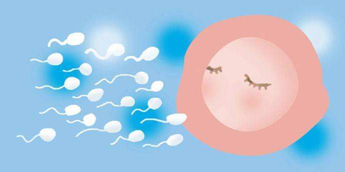 试管婴儿的成功率与卵泡大小有关吗?