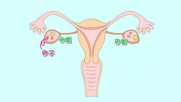 泰国试管婴儿促排卵