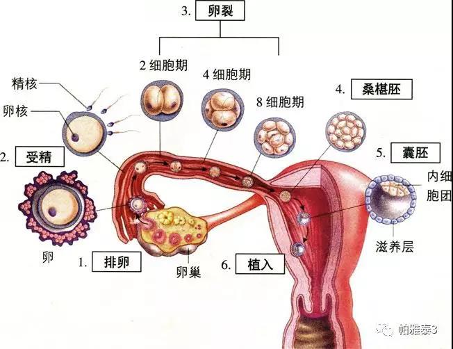 试管婴儿养囊的图解