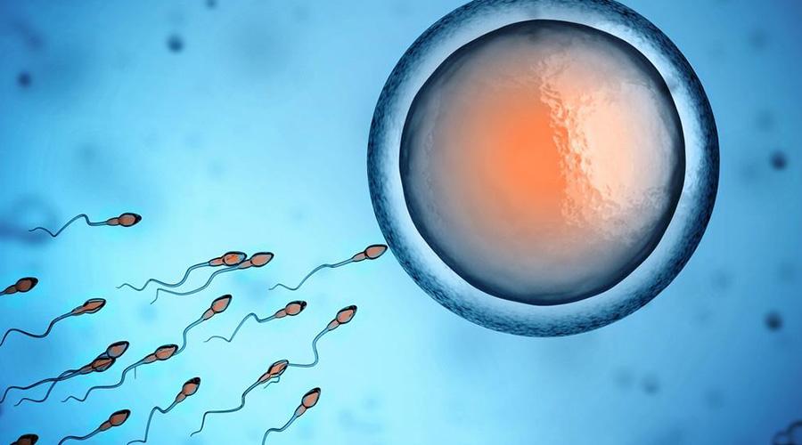 进行培育健康的胚胎