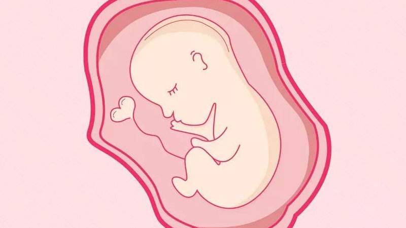 试管婴儿胎停流产不全是女人的锅，精子质量的影响不容忽视