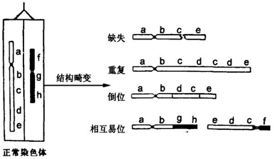 染色体异常的具体情况